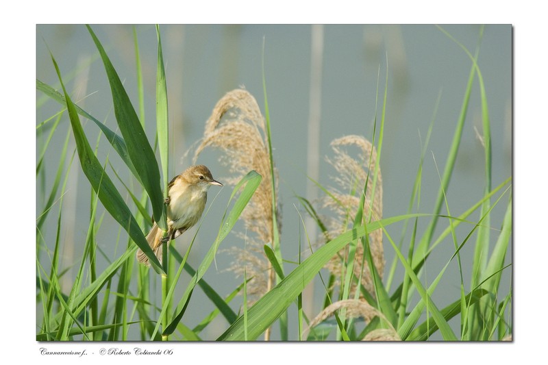 Cannareccione - Acrocephalus arundinaceus